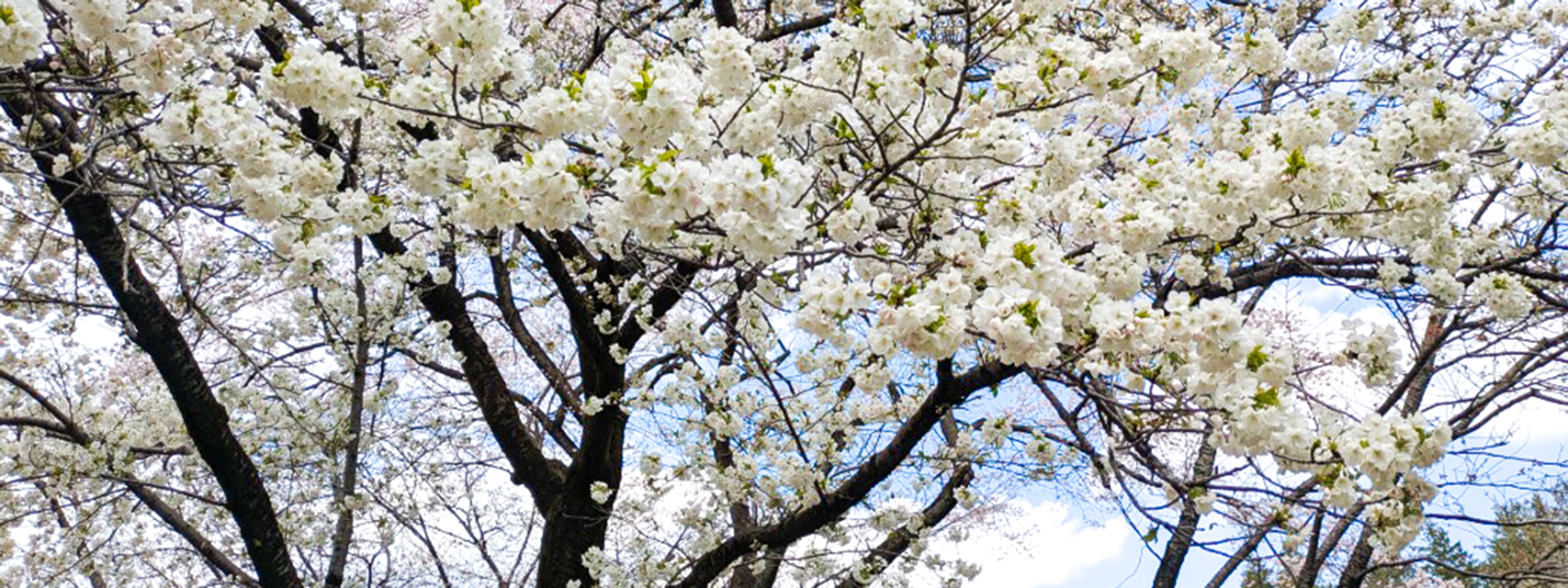春爛漫桜三景（東京・深大寺辺り）満開のソメイヨシノ